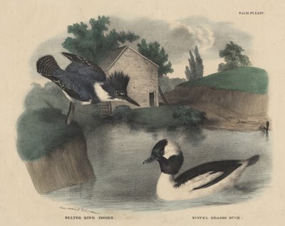 Belted King Fisher en Buffel Headed Duck, uit 