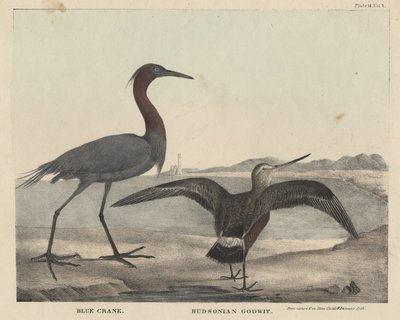 Blauwe kraanvogel, Hudsoniaanse grutto, litho door Childs en Inman, uit 