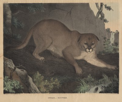 Cougar of Panter, uit 