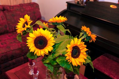 Heldere gele zonnebloemen of Helianthus annuus uit de Andes in Colombia versieren een huis in Bogota door Mano Chandra Dhas