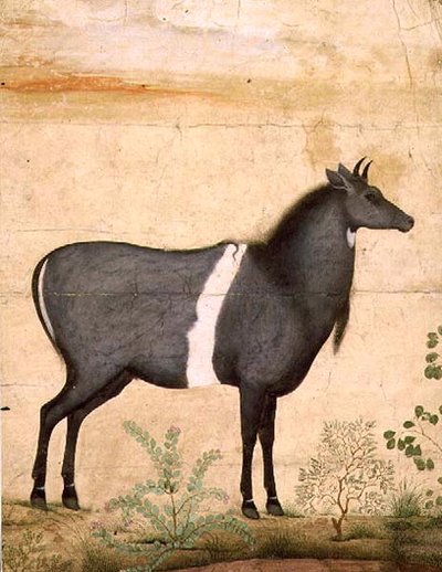 Nilgai (blauwe koe) Mughal School, begin 17e eeuw door Mansur (attr. to)