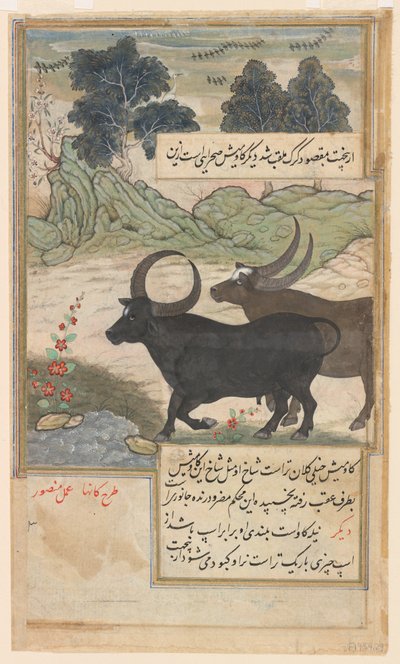 Twee Blauwe Stieren en Twee Zwijnsherten, uit een Baburnama, c.1589 door Mansur (fl.c.1590 1630)