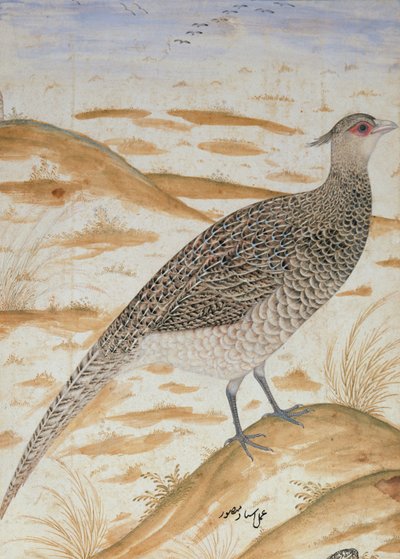 Himalaya cheer fazant, Jahangir Periode, Mughal, c.1620 door Mansur