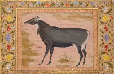 Studie van een Nilgai Blauwe Stier, Folio uit het Shah Jahan Album, verso: ca. 1620, recto ca. 1540 door Mansur