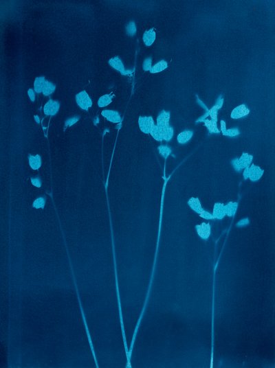 Kleine bloemen, 2023 (cyanotypie) door Marco Campedelli