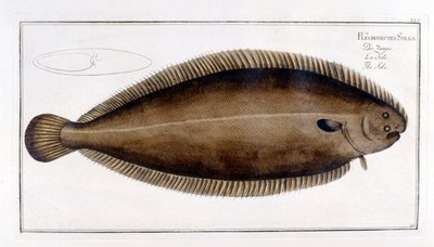 Natuurhistorische plaat: De Tong naar Marc Elieser Bloch Ichtyologie Parijs - Berlijn - Londen 1787 door Marcus Élieser Bloch