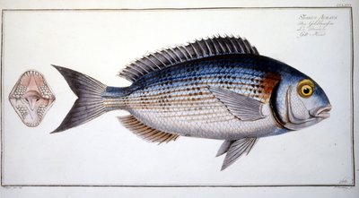 Natuurhistorische plaat: De brasem van Marc Elieser Bloch Ichtyologie Parijs - Berlijn - Londen 1787 door Marcus Élieser Bloch
