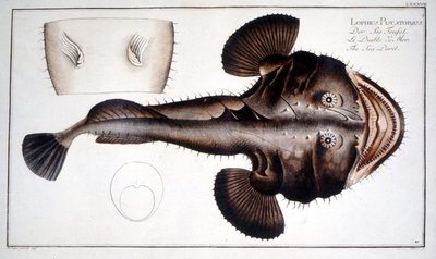Natuurhistorische plaat: De Lotte naar Marc Elieser Bloch Ichtyologie Parijs - Berlijn - Londen 1787 door Marcus Élieser Bloch