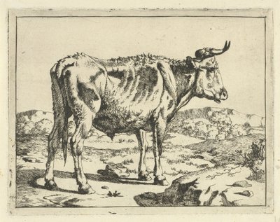 Stier staand bij rots door Marcus de Bye