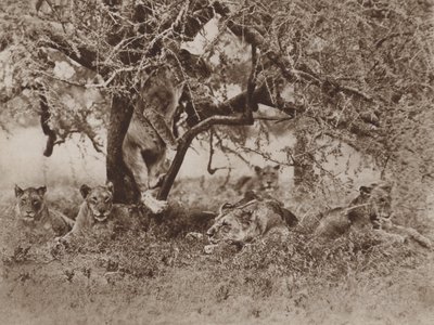 Klimmen leeuwen in bomen?, het antwoord van de camera door Marcuswell Maxwell