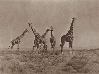 Op de vlaktes van Kenia door Marcuswell Maxwell