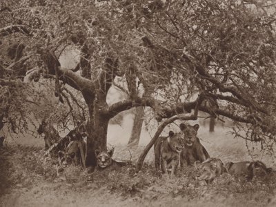 De verstoorde siësta door Marcuswell Maxwell