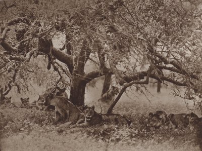De verstoorde siësta door Marcuswell Maxwell