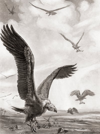 Gieren die de ledematen van de gesneuvelden in de strijd afvoeren, uit Hutchinson