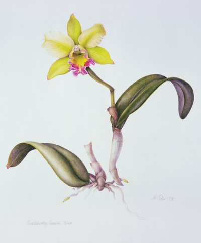 Brassolaeliocattleya Greenwich, Elmhurst door Margaret Ann Eden