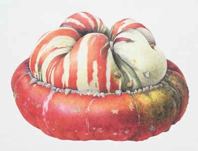 Turkse tulbandpompoen, 1995 door Margaret Ann Eden