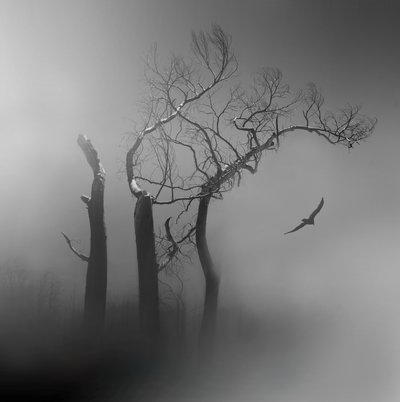Lone Bird Misty Trees door Margaret Halaby