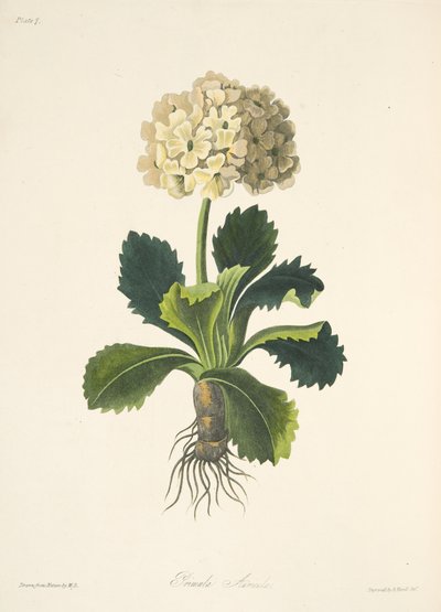 Aurikel, uit Bloemillustraties van de Seizoenen, uitgegeven 1829 door Margaret Roscoe