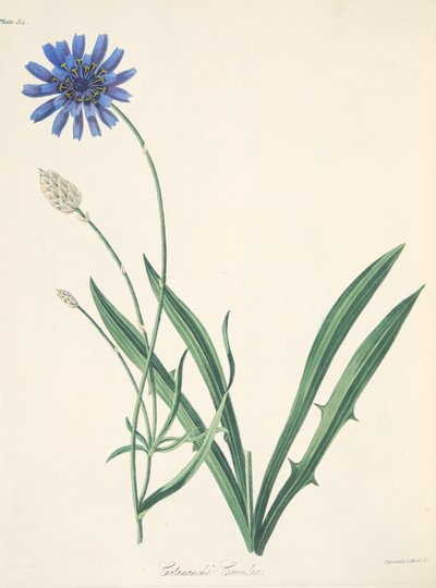 Blauwe Catananche, uit Bloemillustraties van de Seizoenen, uitgegeven 1829 door Margaret Roscoe