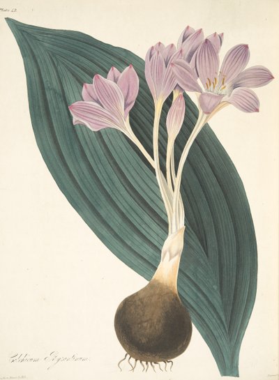 Breedbladige herfsttijloos, uit Bloemillustraties van de seizoenen, uitgegeven 1829 door Margaret Roscoe