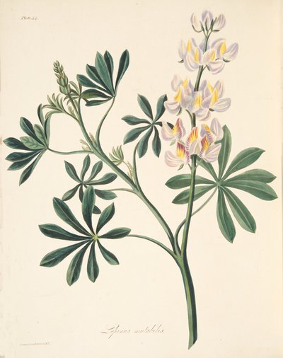 Veranderlijke lupine, uit Bloemillustraties van de seizoenen, uitgegeven 1829 door Margaret Roscoe