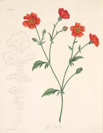 Chileense Avens, uit Bloemillustraties van de Seizoenen, uitgegeven 1829 door Margaret Roscoe