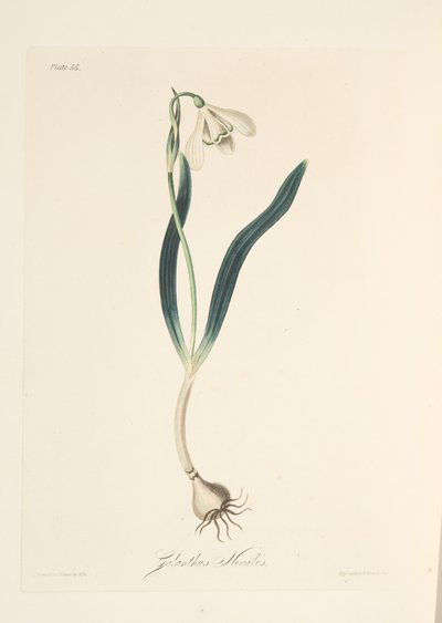 Gewone Sneeuwklokje, uit Bloemillustraties van de Seizoenen, uitgegeven 1829 door Margaret Roscoe