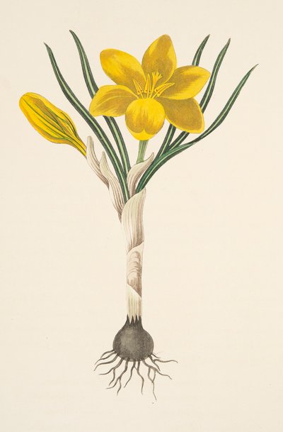 Gewone Gele Krokus, uit Bloemillustraties van de Seizoenen, uitgegeven 1829 door Margaret Roscoe