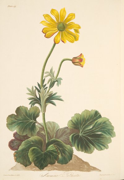 Cyclamenbladige Anemoon, uit Bloemillustraties van de Seizoenen, uitgegeven 1829 door Margaret Roscoe