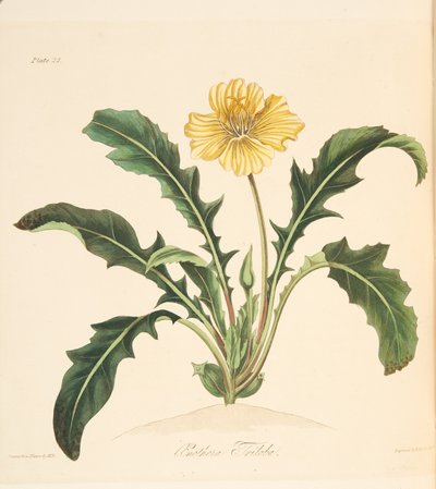 Paardenbloembladige Avondprimula, uit Bloemillustraties van de Seizoenen, uitgegeven 1829 door Margaret Roscoe