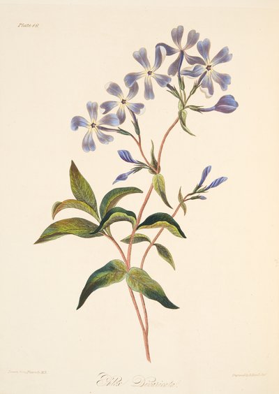 Vroegbloeiende Lychnidea, uit Bloemillustraties van de Seizoenen, uitgegeven 1829 door Margaret Roscoe