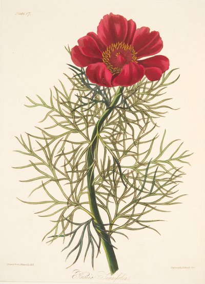 Fijnbladige Pioen, uit Bloemillustraties van de Seizoenen, uitgegeven 1829 door Margaret Roscoe