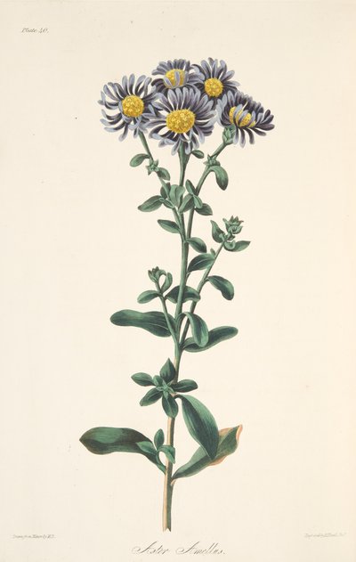 Italiaanse aster, uit Bloemillustraties van de seizoenen, uitgegeven 1829 door Margaret Roscoe