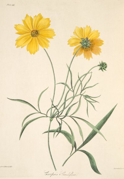 Grootbloemige Coreopsis, uit Bloemillustraties van de Seizoenen, uitgegeven 1829 door Margaret Roscoe