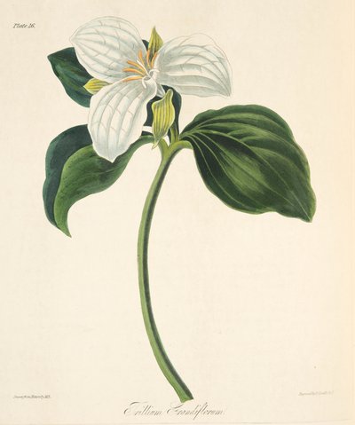 Grootbloemige Trillium, uit Bloemillustraties van de Seizoenen, uitgegeven 1829 door Margaret Roscoe