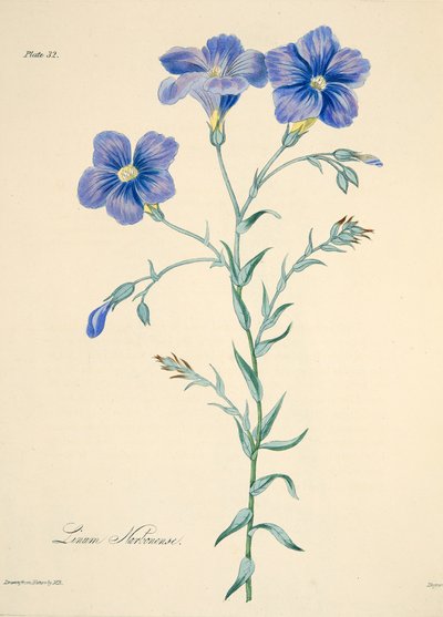 Narbonne Vlas, uit Bloemillustraties van de Seizoenen, uitgegeven 1829 door Margaret Roscoe