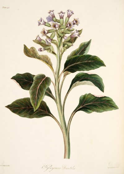 Oosterse Hyoscyamus, uit Bloemillustraties van de Seizoenen, uitgegeven 1829 door Margaret Roscoe