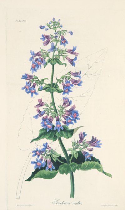 Ovaatbladige Penstemon, uit Bloemillustraties van de Seizoenen, uitgegeven 1829 door Margaret Roscoe