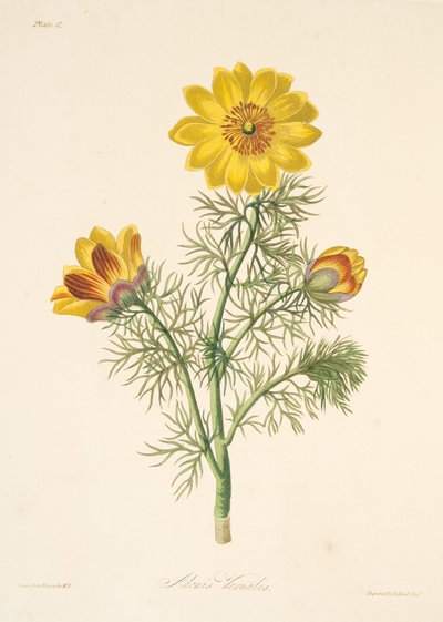 Vaste Adonis, uit Bloemillustraties van de Seizoenen, uitgegeven 1829 door Margaret Roscoe