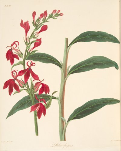 Stralende lobelia, uit Bloemillustraties van de seizoenen, uitgegeven 1829 door Margaret Roscoe