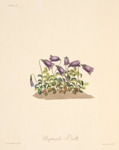 Rode Klokbloem, uit Bloemillustraties van de Seizoenen, uitgegeven 1829 door Margaret Roscoe