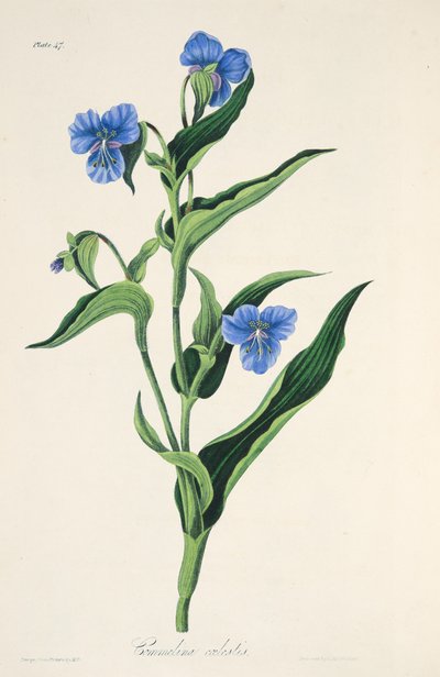 Hemelsblauwe Commelina, uit Bloemillustraties van de Seizoenen, uitgegeven 1829 door Margaret Roscoe