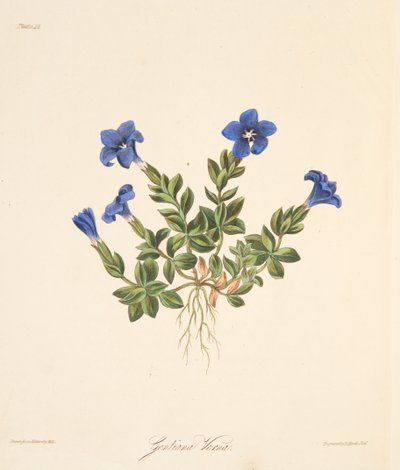 Lente Gentiaan, uit Bloemillustraties van de Seizoenen, uitgegeven 1829 door Margaret Roscoe