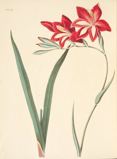 Prachtige korenbloem, uit Bloemillustraties van de seizoenen, uitgegeven 1829 door Margaret Roscoe