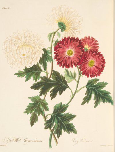 Prachtige Witte Chrysant en Vroege Rode, uit Bloemillustraties van de Seizoenen, uitgegeven 1829 door Margaret Roscoe