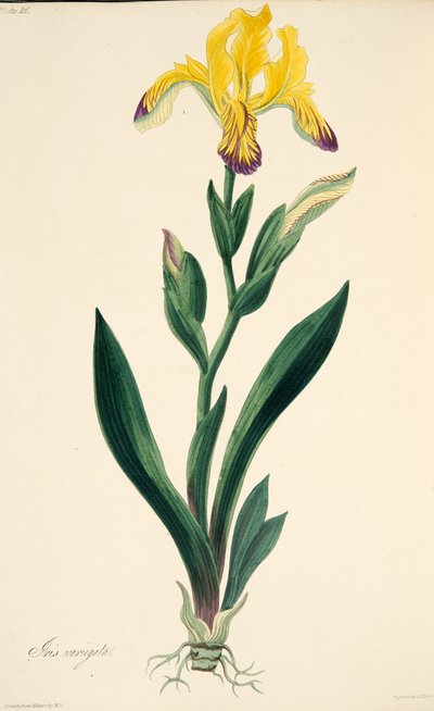 Bonte Iris, uit Bloemillustraties van de Seizoenen, uitgegeven 1829 door Margaret Roscoe