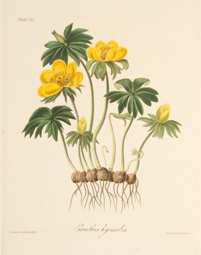 Winterakoniet, uit Bloemillustraties van de Seizoenen, uitgegeven 1829 door Margaret Roscoe
