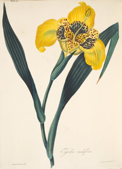 Gele tigridia, uit Bloemillustraties van de seizoenen, uitgegeven 1829 door Margaret Roscoe