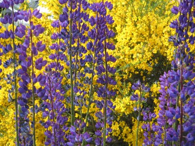 Lupinen op Vuurland door Margareta Uliarte