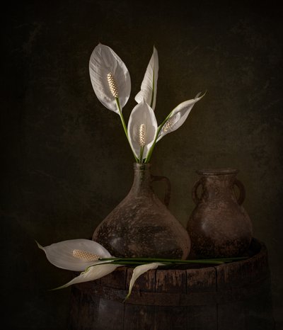 Moody-vredeslelies door Margareth Perfoncio
